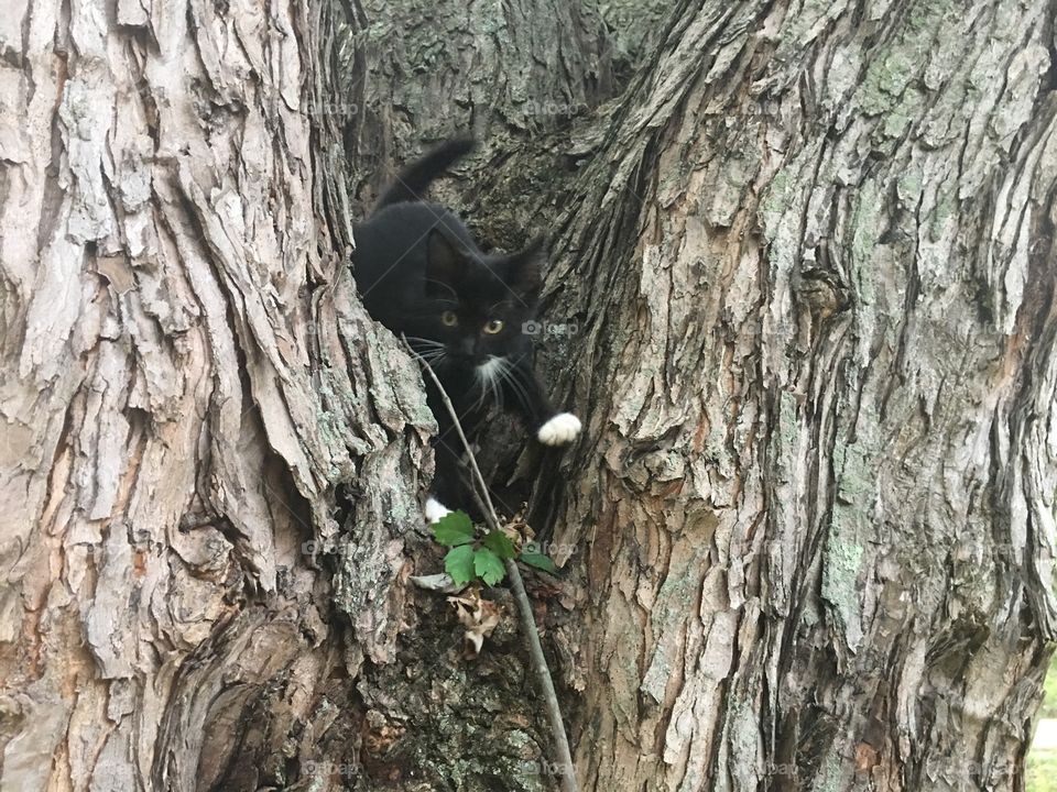 Cat plays in a tree