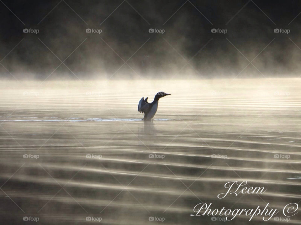 Loon in the water with fog