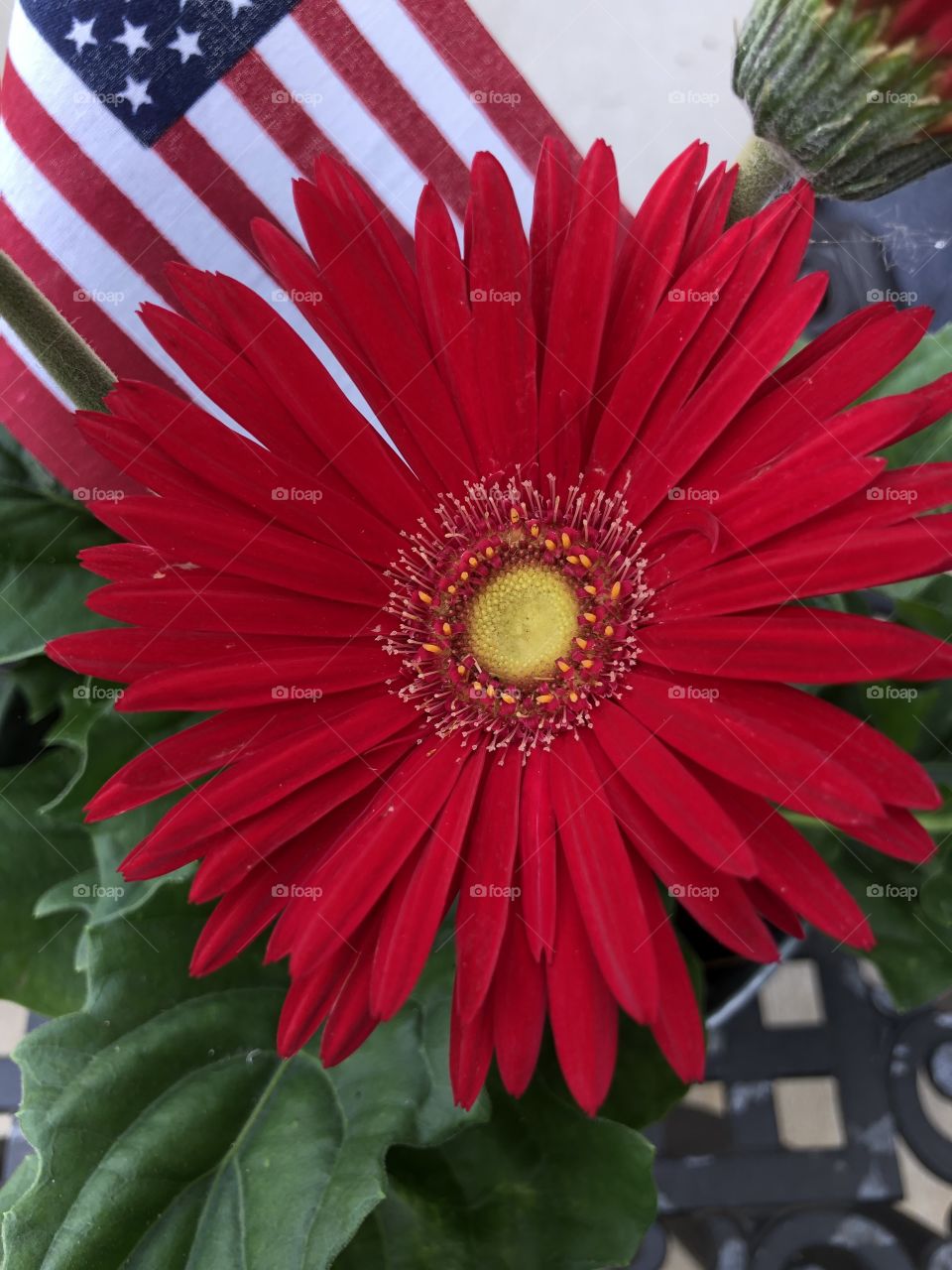 Gerbera Daisy flower red bloom gardening 