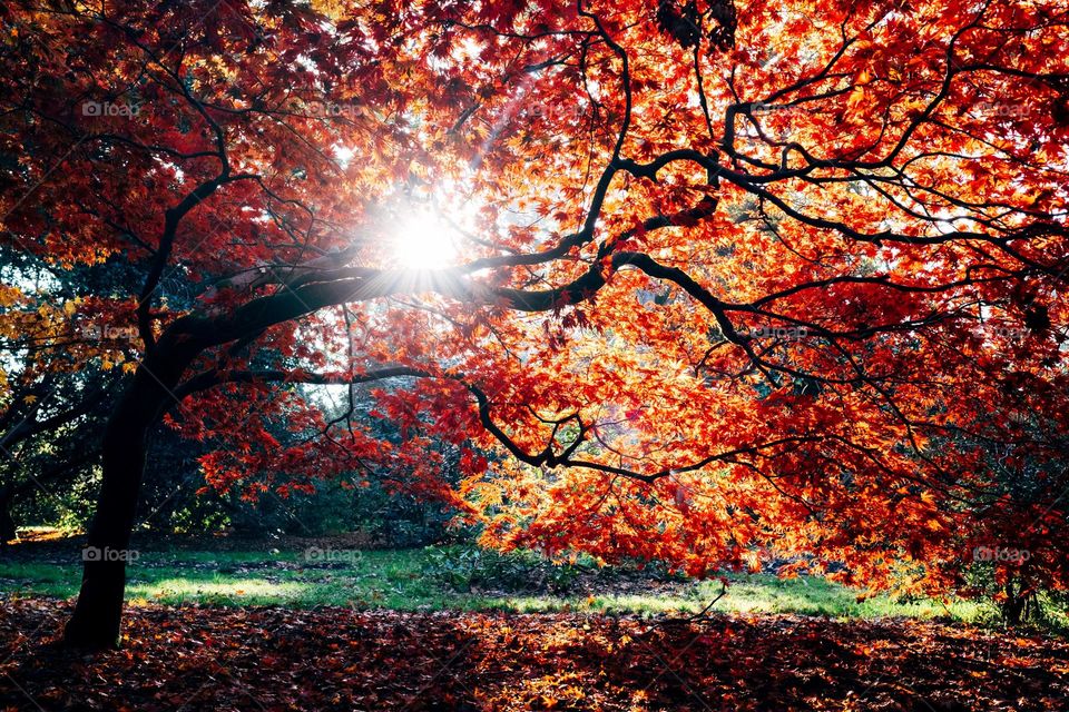 Beautiful maple tree with red maple leaves