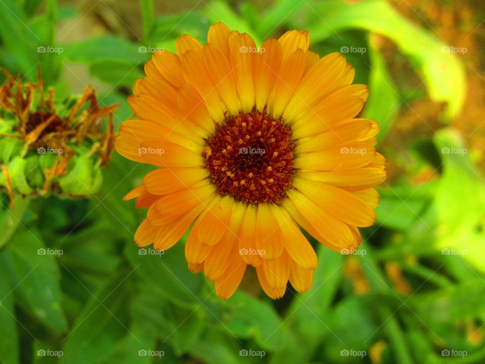 beautiful flowers Calendula officinalis, the pot marigold, ruddles, common marigold or Scotch marigold, is a plant in the genus Calendula of the family Asteraceae.