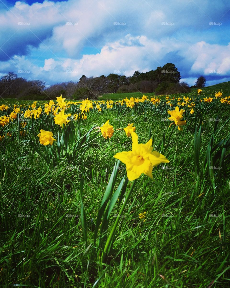 daffodils