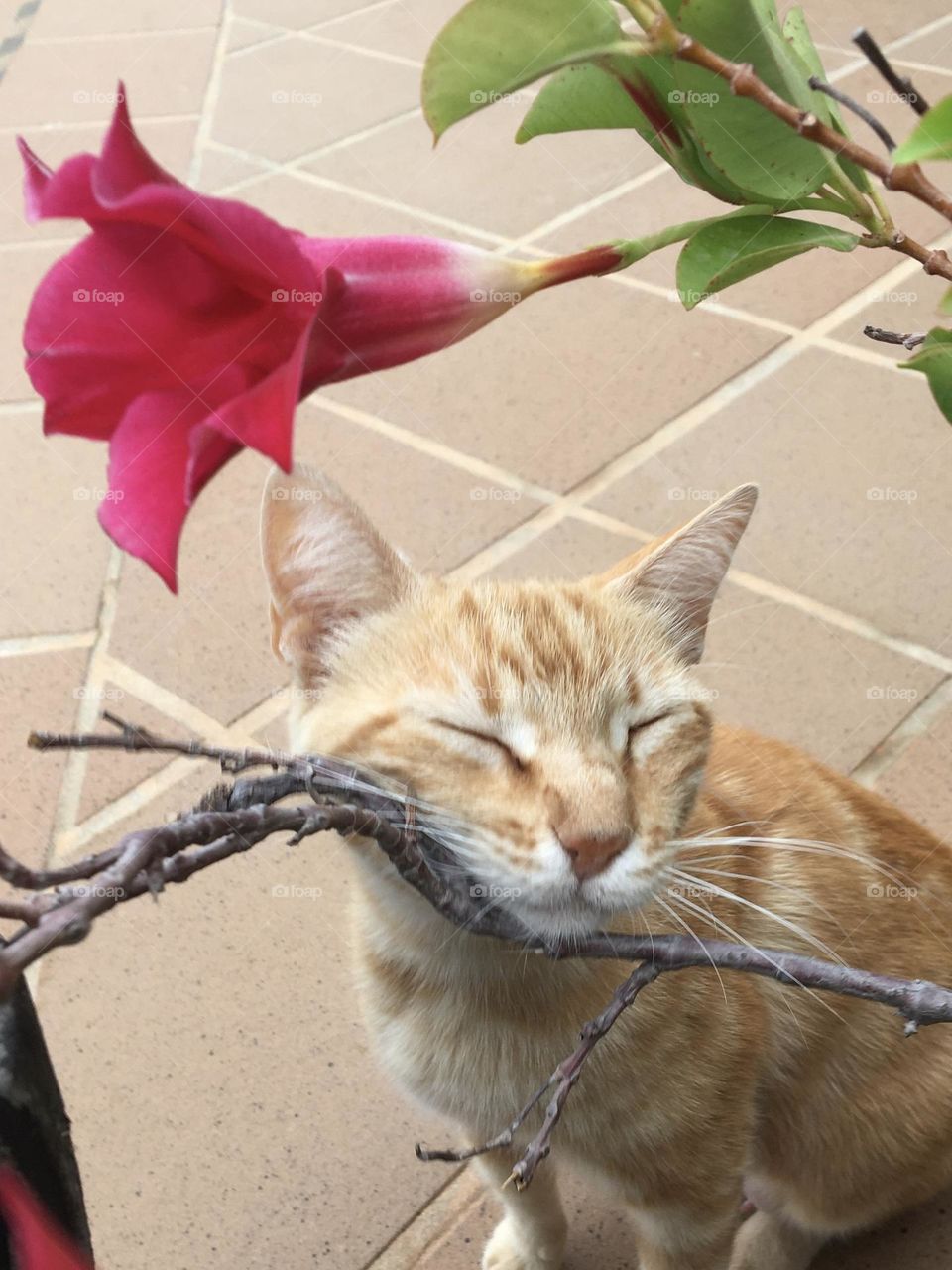 Cat «loving » my flowers !