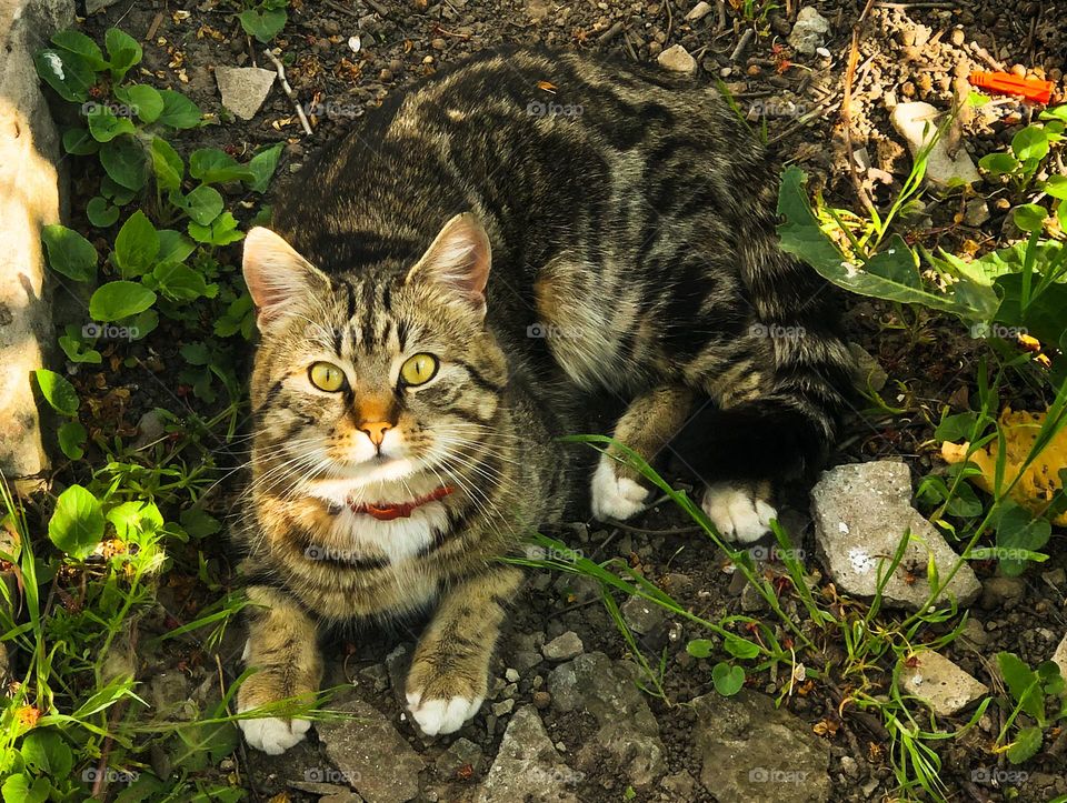 Cat is lieing in the garden 