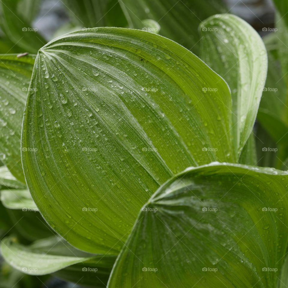 Giant textured green leaves with rain droplets found on river banks in Central Oregon on a spring day. 