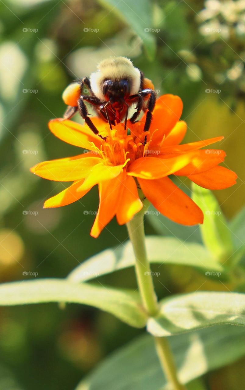 Bee on zinnia