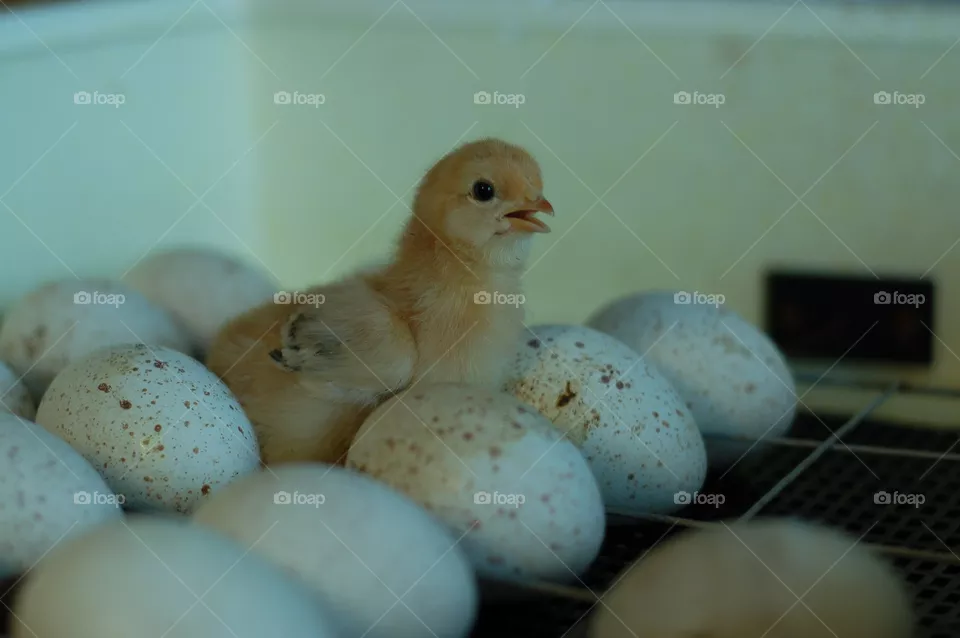 chick