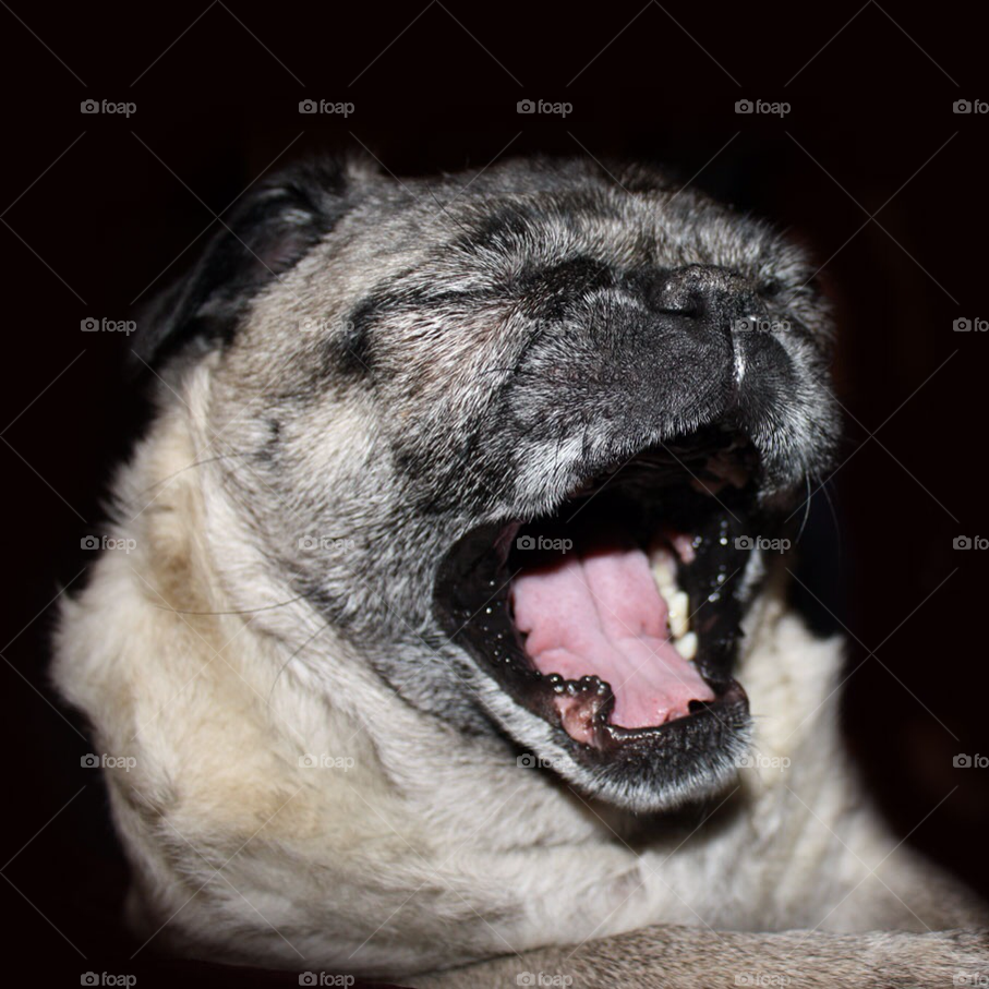 dog lion pug yawn by drossa