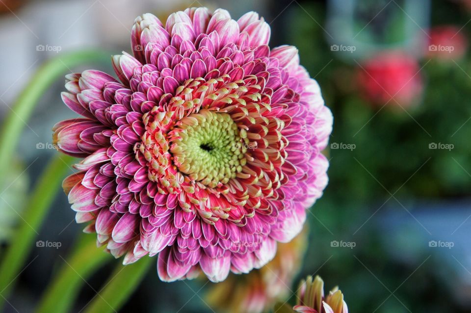 Close-up of pink flower