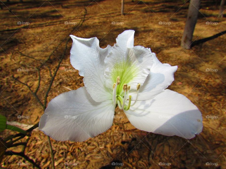 White flower in the park