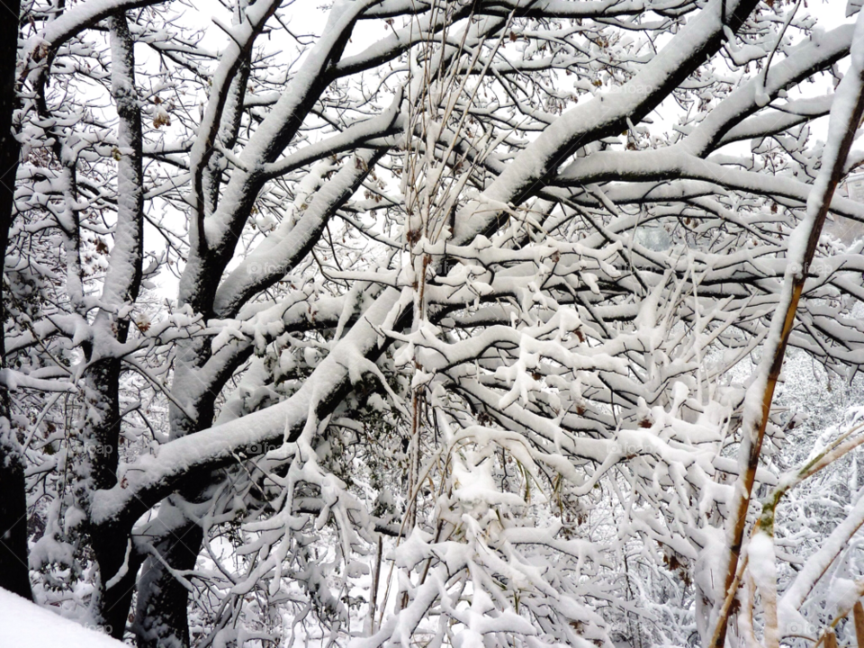 snow winter white tree by carthe