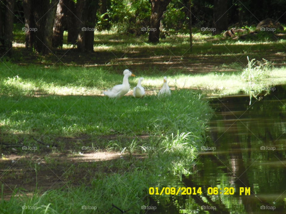 punk geese. this bird has a Mohawk