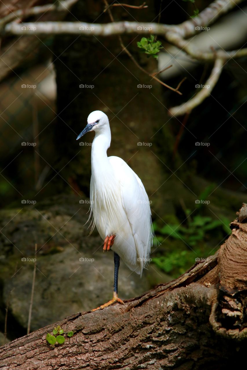 snowy heron