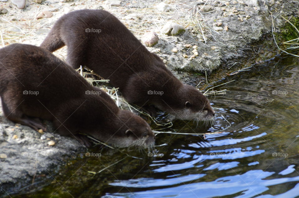 Drinking otters