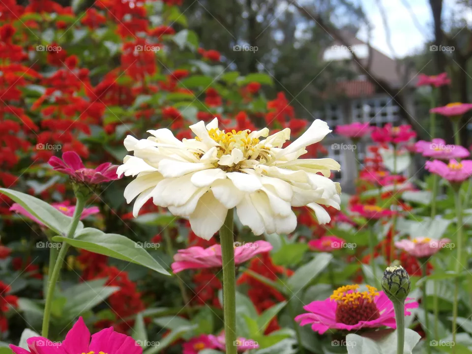Flower