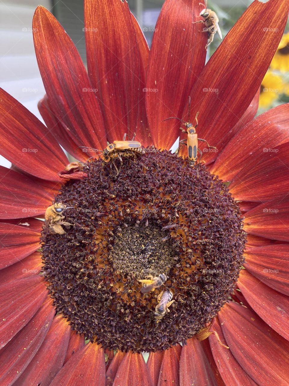 They are loving my sunflowers 