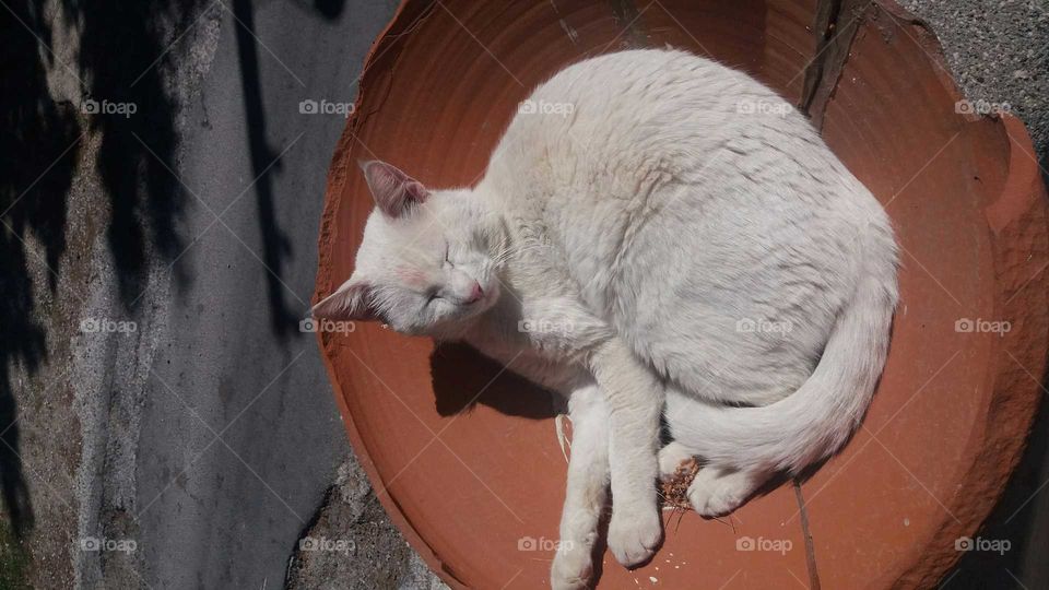 greek albino lazy cat