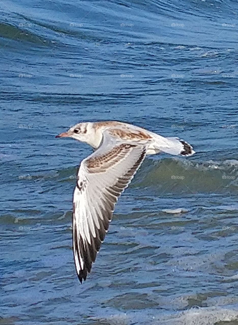 Ay polish seacost  a bird