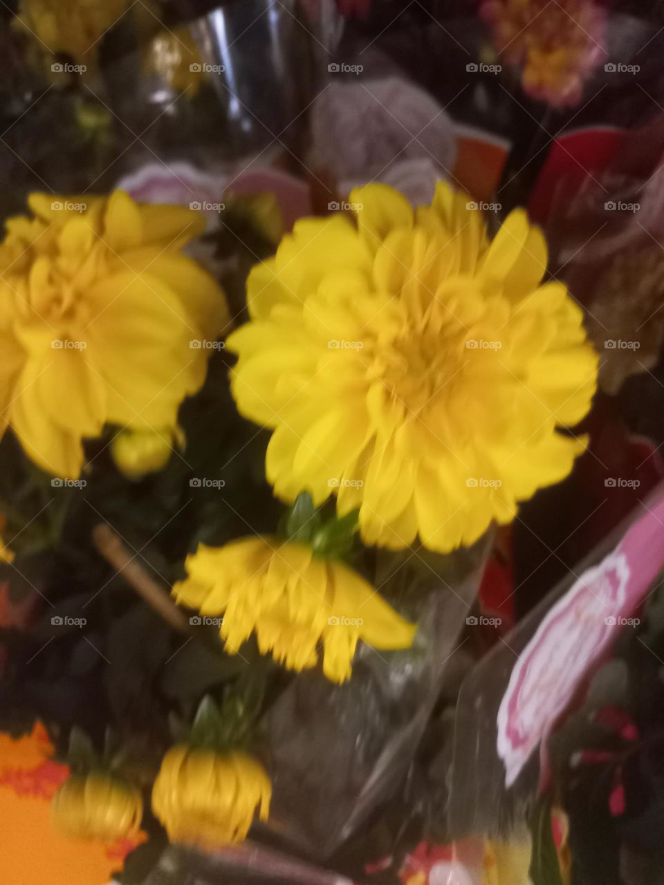 Dálias amarelas : amizade, beleza e felicidade. A flor é  um símbolo  feminino  ligado ao amor, delicadeza e alegria