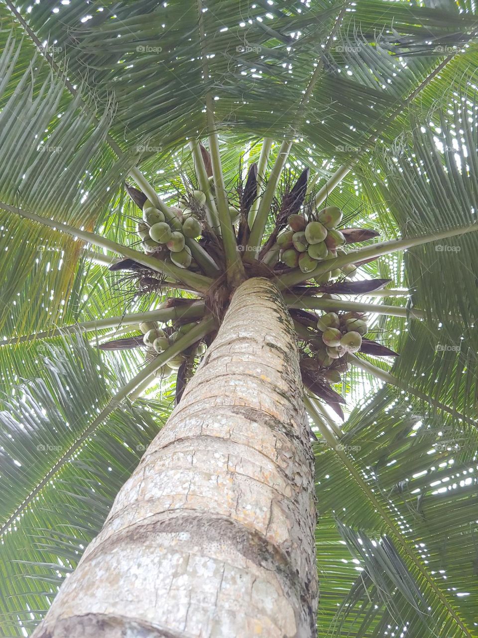 coconut tree captured