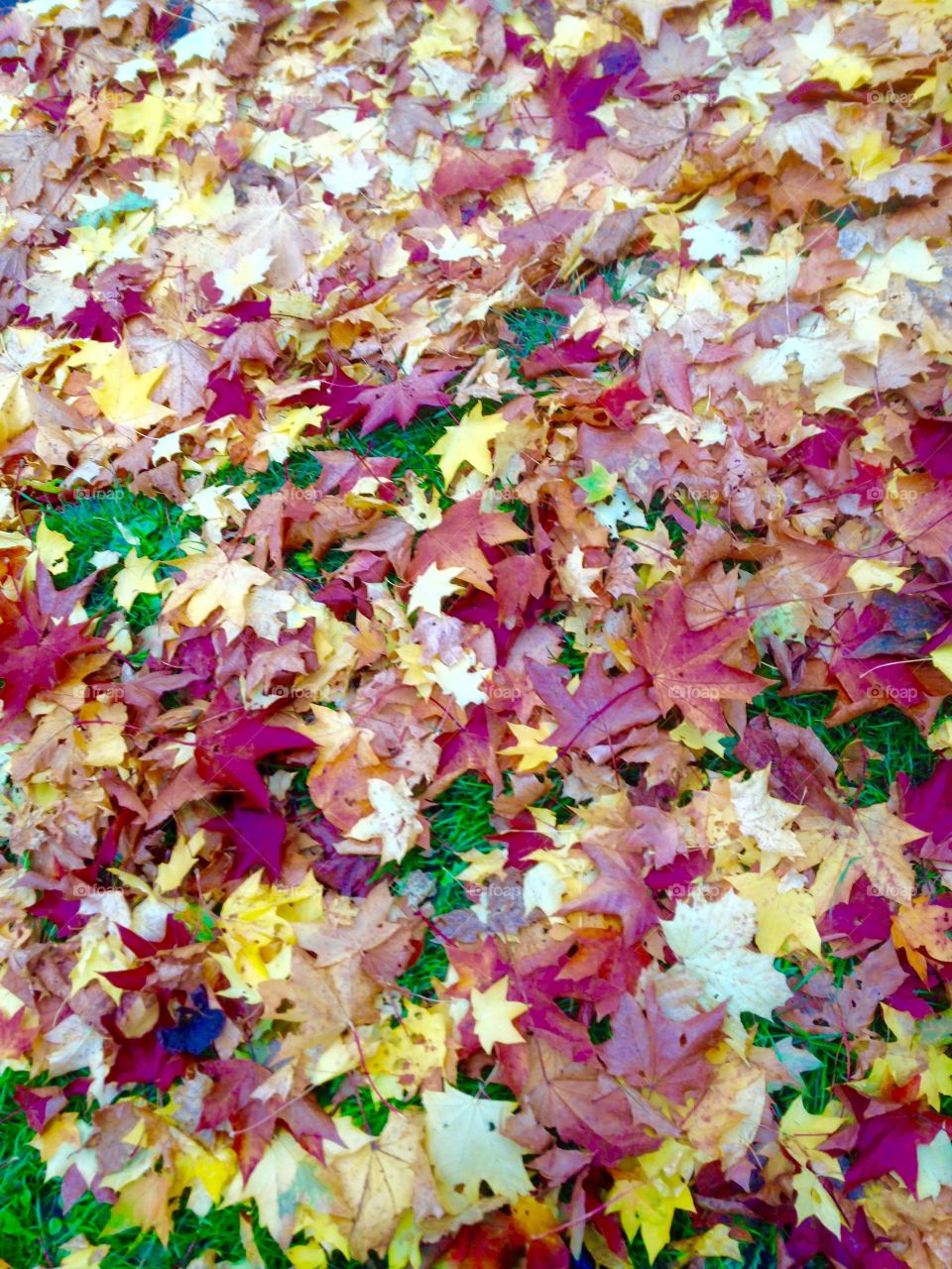 Carpet of colour