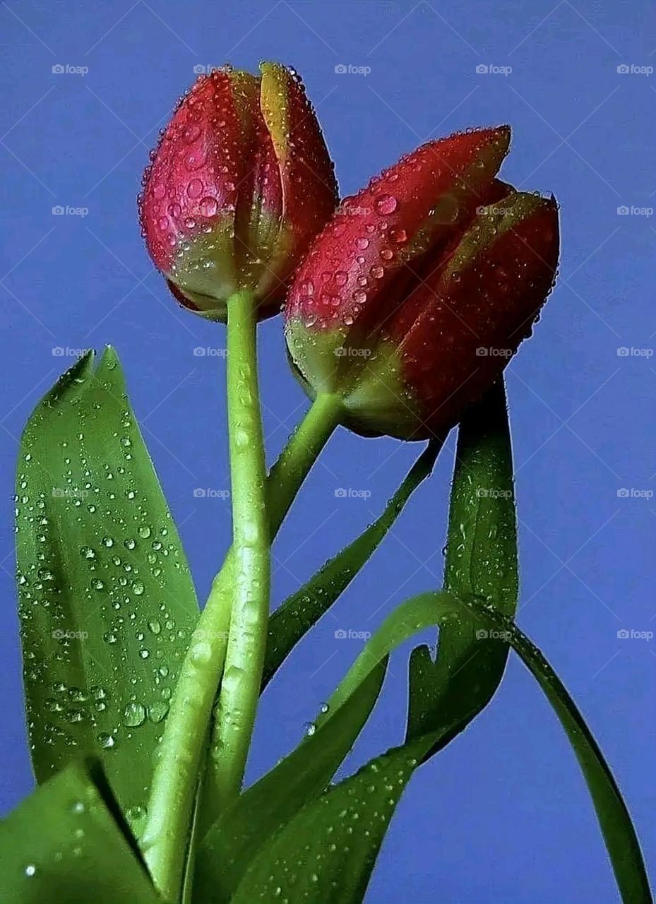 A very beautiful picture, and there is no better picture than it. There is no better picture of green herbs and colorful, red and white roses than it. Glory be to God, the natural and picturesque view, and there is no more wonderful picture than it.