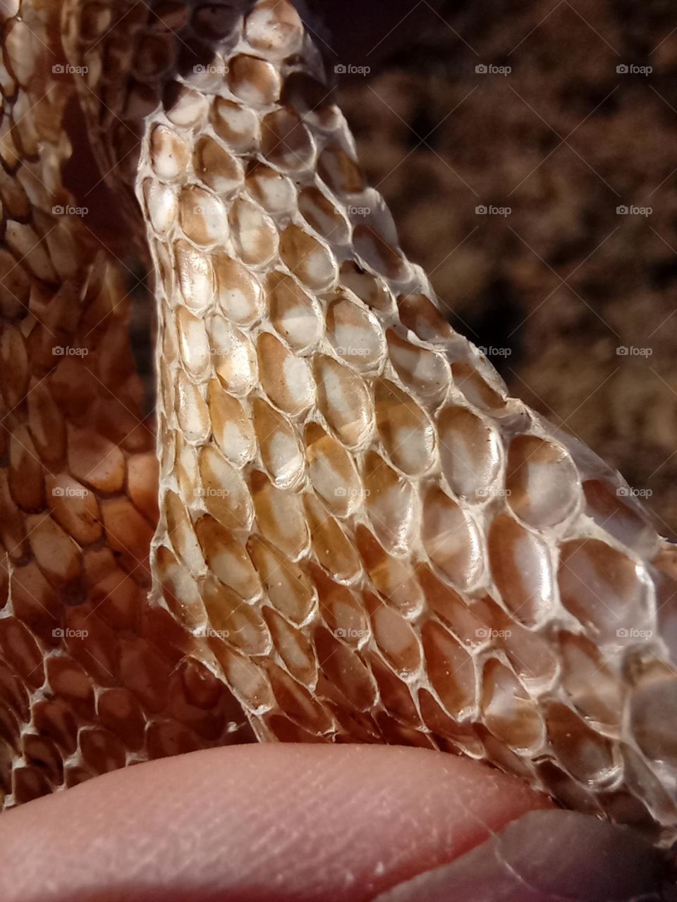 Close up Snakeskin and Scale pattern. Golden coloured Shedded Skin of a European Green Whip Snake. Snakes shed their Skin through a process called Ecdysis. Most Shedded Snake Skins are this colour and don't show the Colour of the actual Snake.