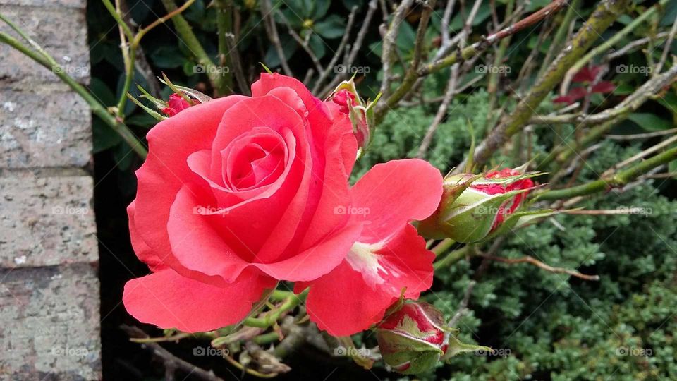 valentine rose