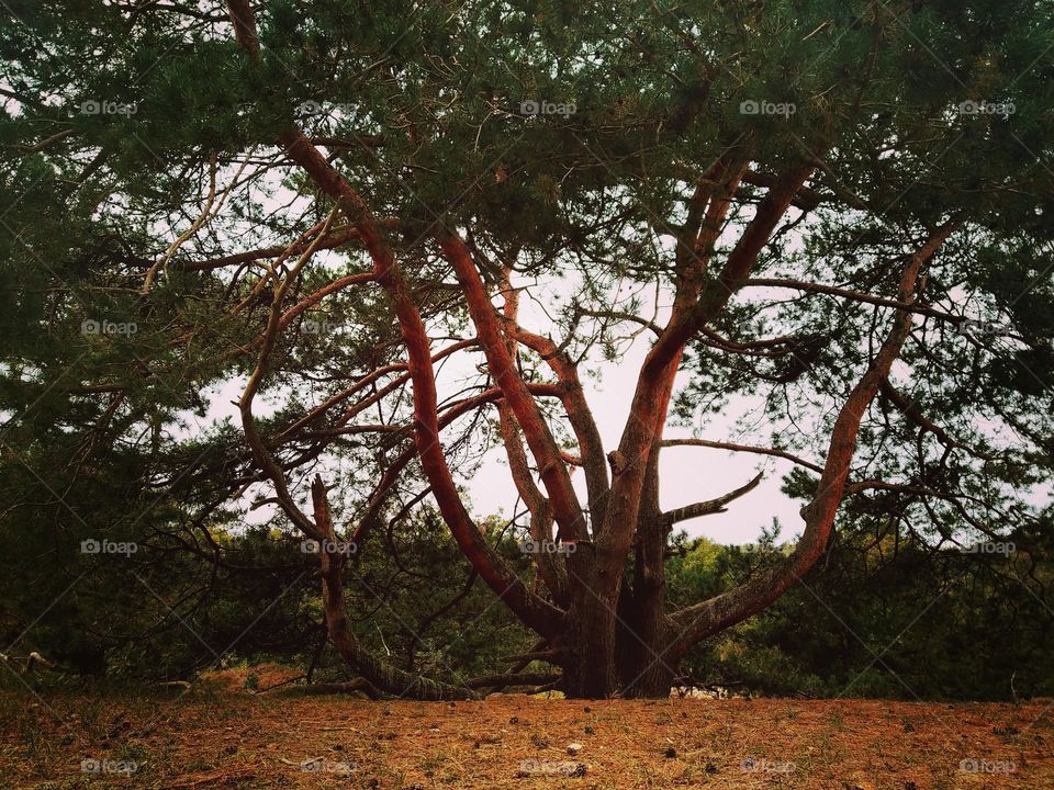 zachód słońca w tle drzewo