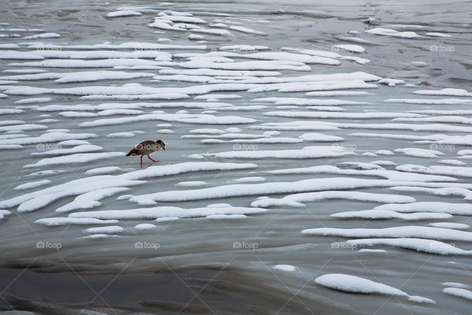 Lonely duck on frozen lake 