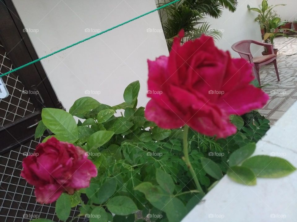 rose pink flower seasonal fresh shurb small size looks very beautiful generally found everywhere