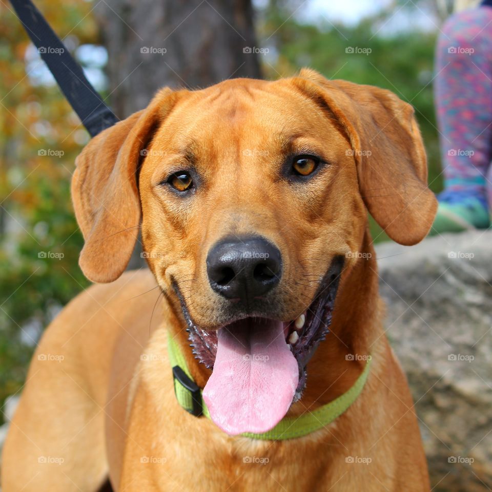 Portrait of Brindle Labrador