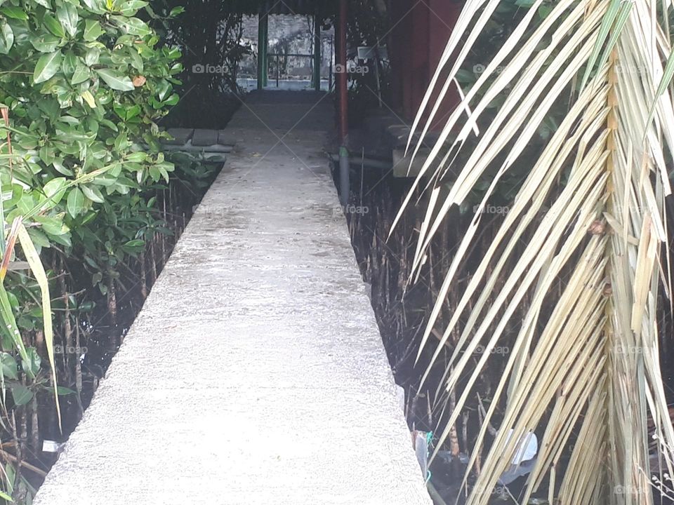 small footpath surrounded by coconut trees and green plants on the left and right sides makes it easy for visitors to pass