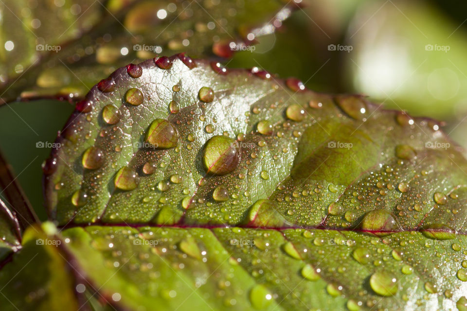 spring rain and  freshness ! rain drops on a green leaf,  close up