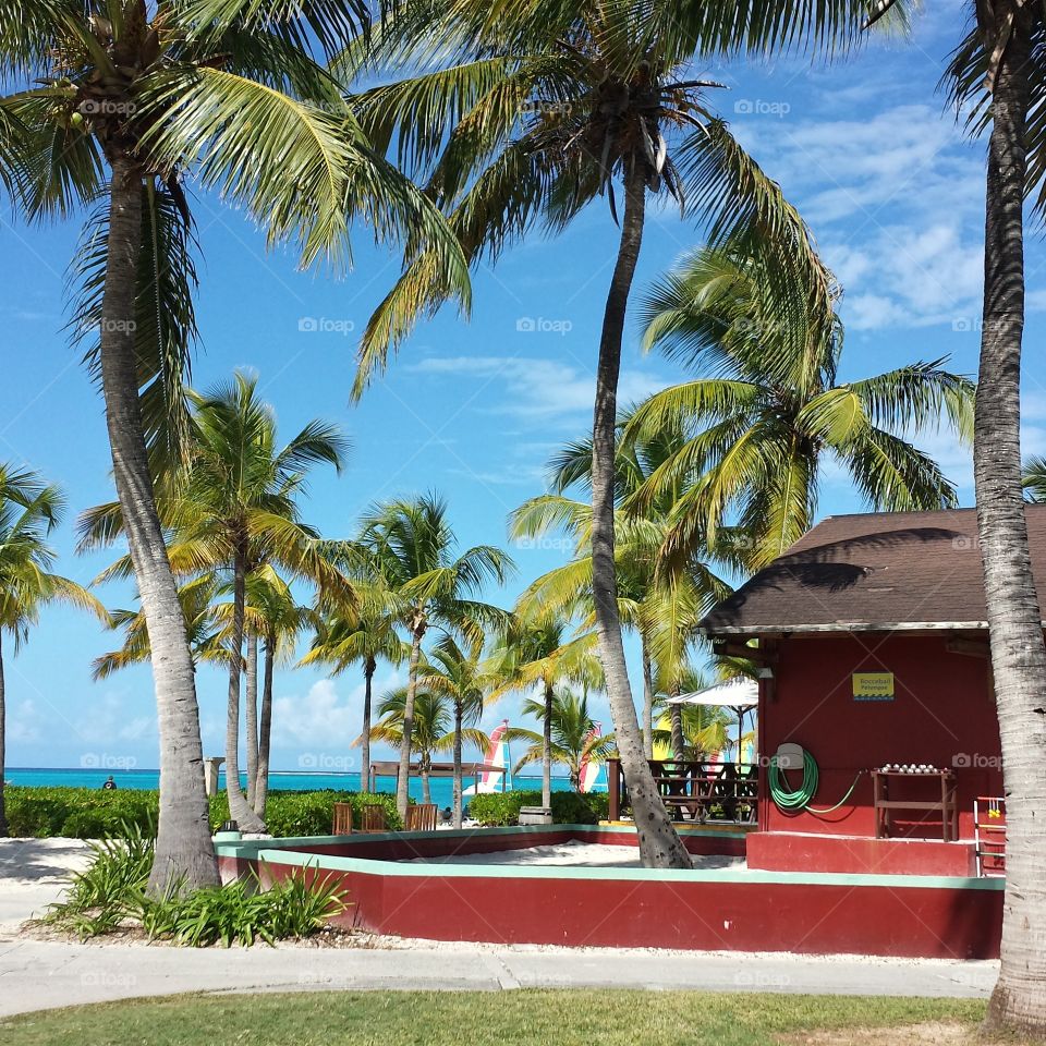 Palm, Beach, Vacation, Tropical, Resort