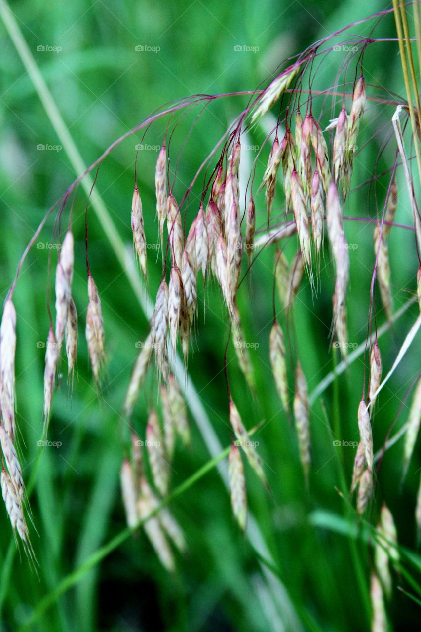 grass seeds.