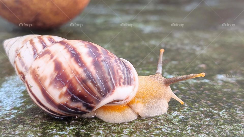Snail tentacle