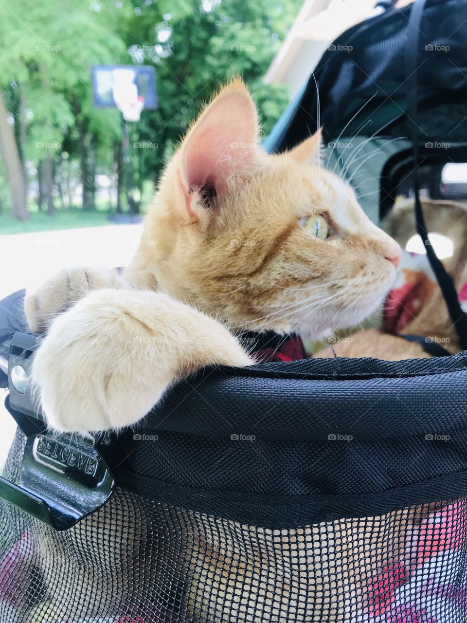 Darling orange tabby cat sitting in his stroller enjoying looking up in a nearby tree! 