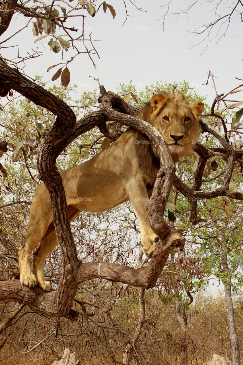 Lion in a tree