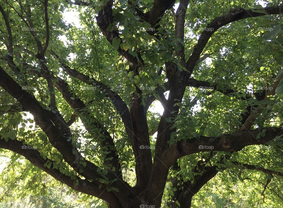 Sunlight streaming through a beautiful tree on a a warm summer day 