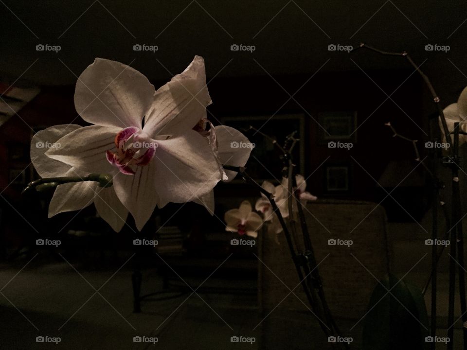 Orchids at night 