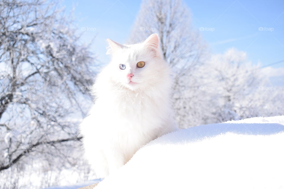 Beautiful white cat in snow!