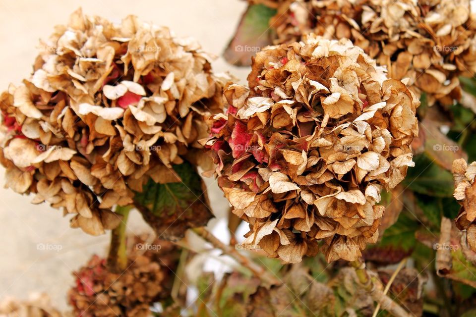 Hydrangeas in the fall