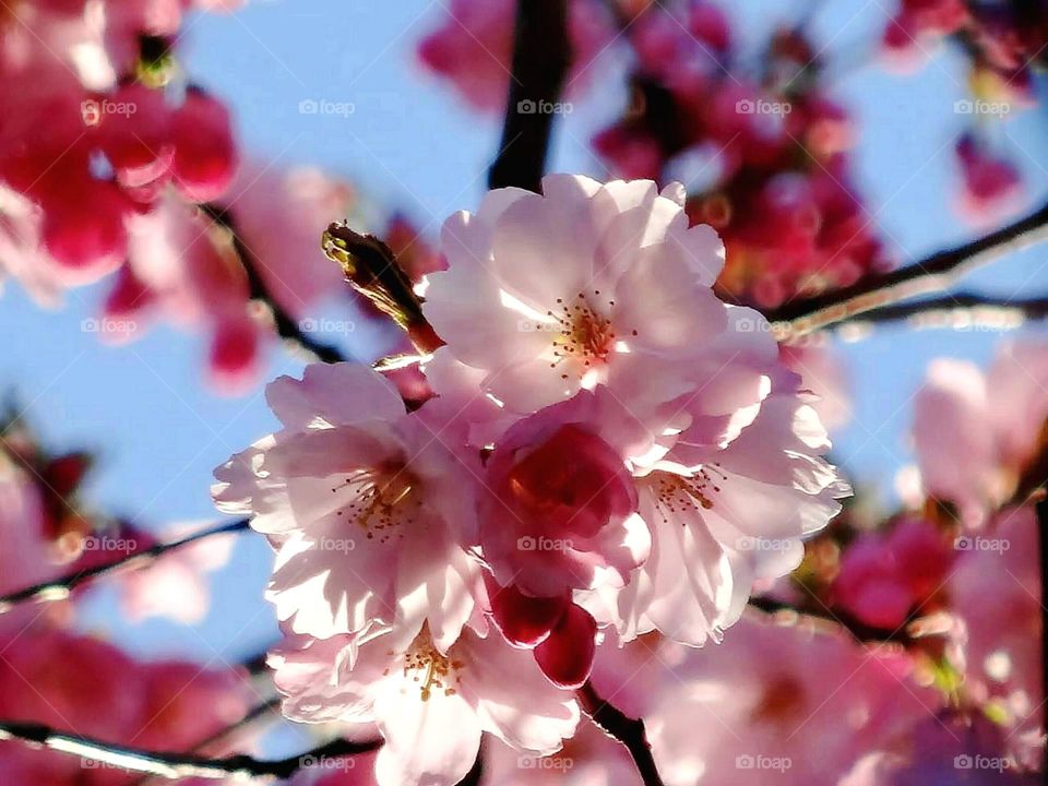 Cherry blossom