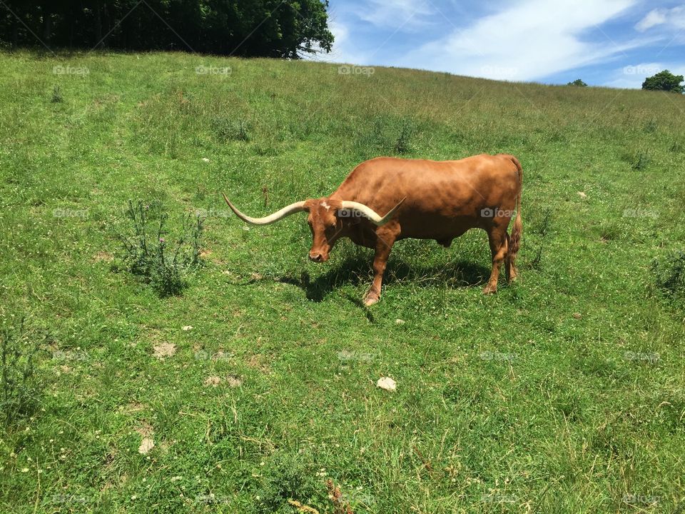 Bull in a field.