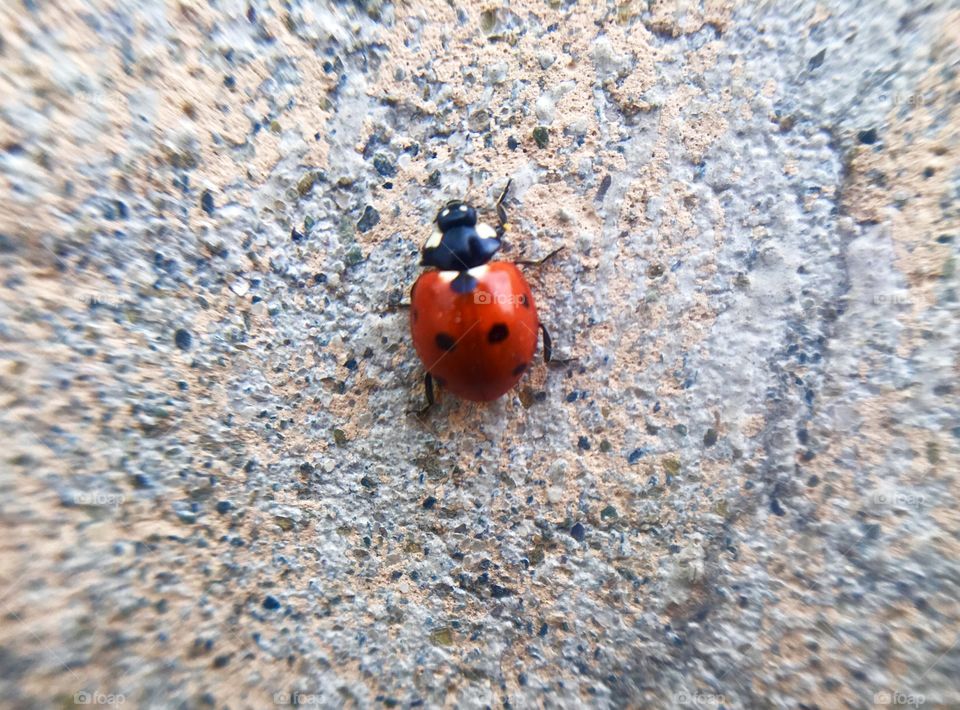 Ladybird close-ups