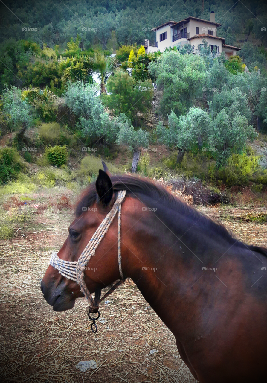 Small farm near volos greece