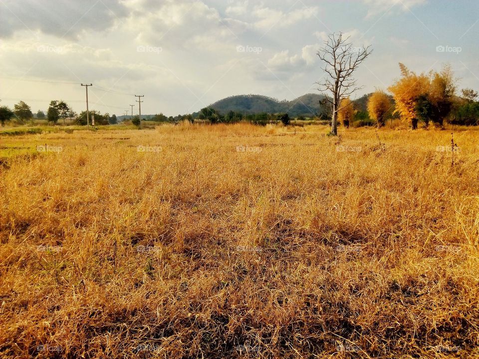 tree,sky,mountain,field,landscape