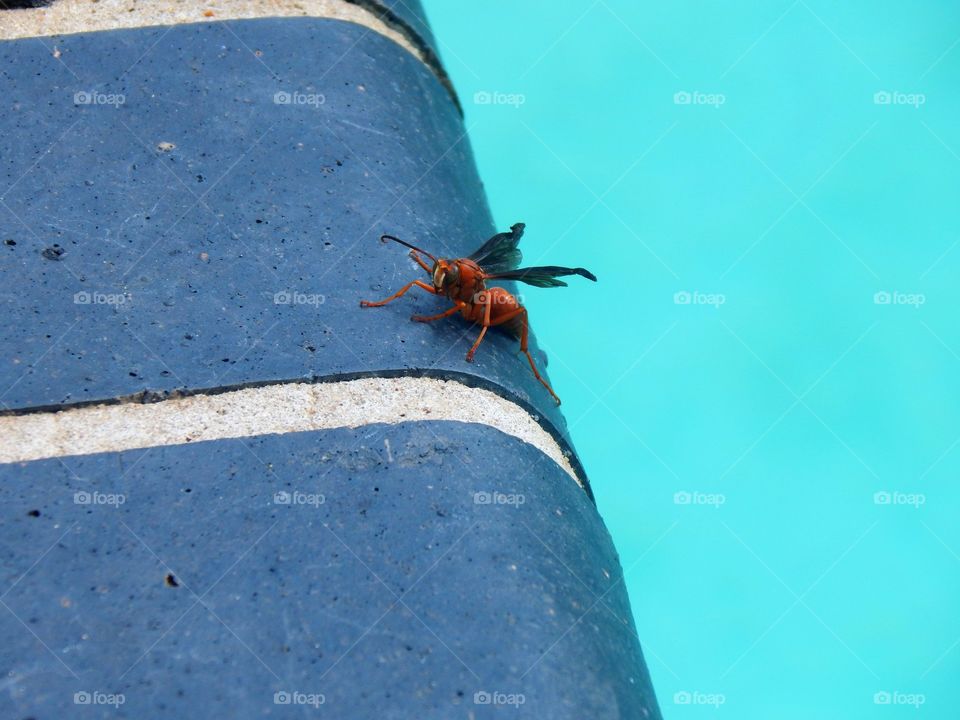 Poolside Wasp