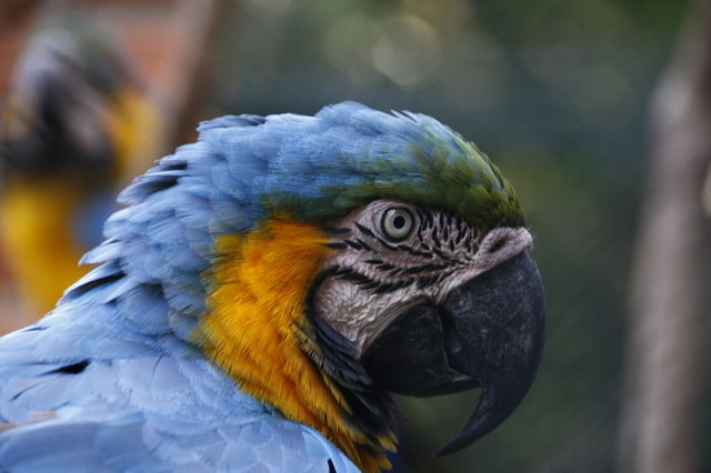 Brazilian nature 